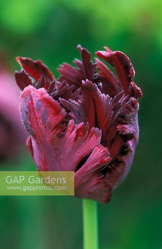 Tulipa 'Black Parrot' avec rosée en mai
