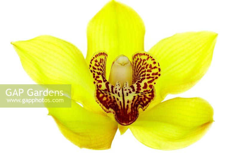 Cymbidium 'Valley Goddess Rajah' - Orchidée