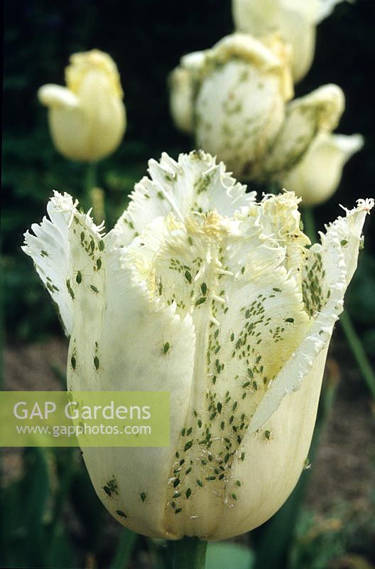 Pucerons, mouche verte sur tulipe blanche