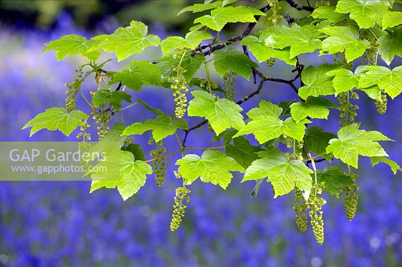 Acer pseudoplatanus - nouvelles feuilles de sycomore avec des fleurs soutenues par Bluebells
