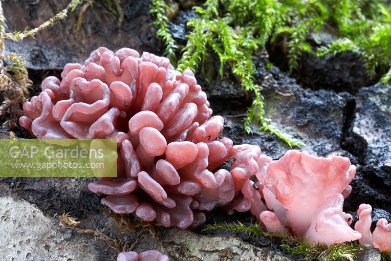 Tremella encephala - Champignon de gelée sur bouleau en Cumbria