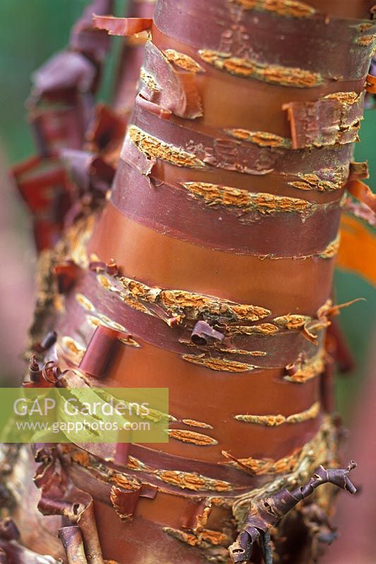 Prunus serrula - Écorce de papier cerise