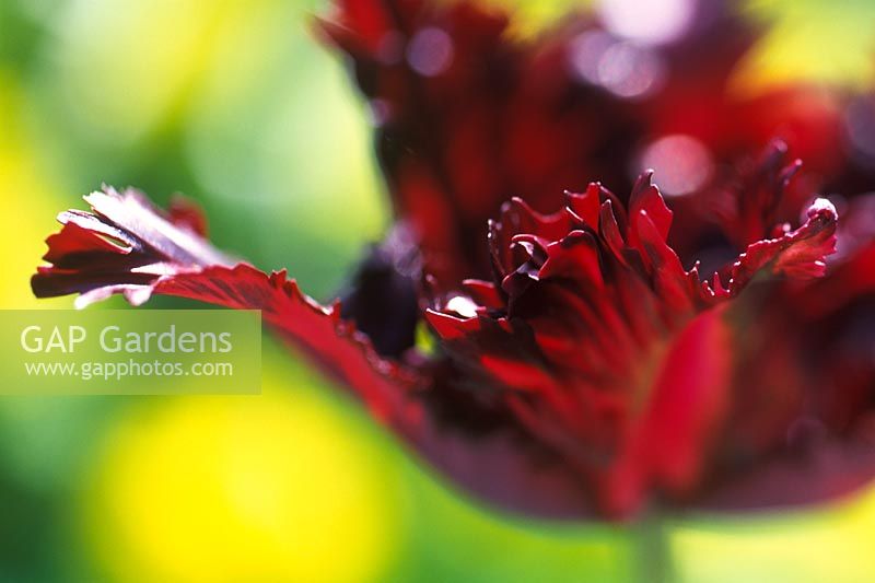 Tulipa 'Black Parrot' - Tulipe perroquet