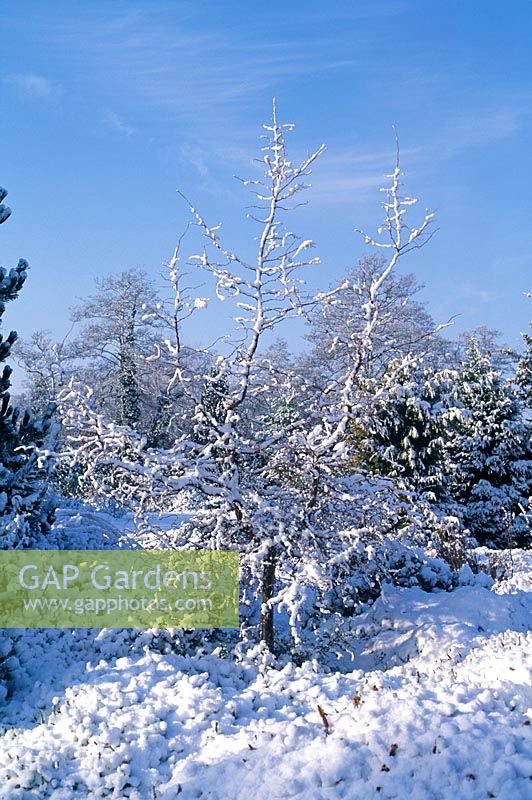 Larix kaempferi 'Diane' - Mélèze japonais avec de la neige en hiver