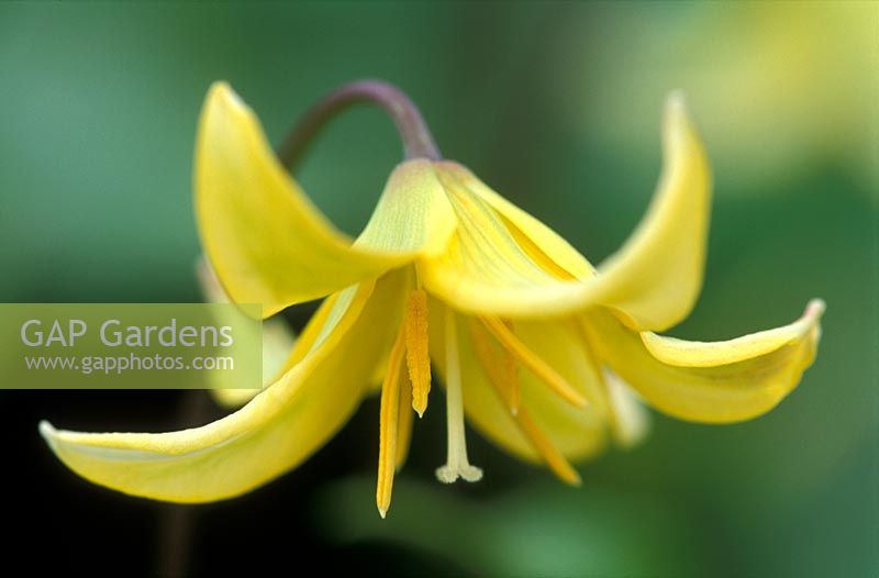 Erythronium 'Pagoda' - Truite Lily