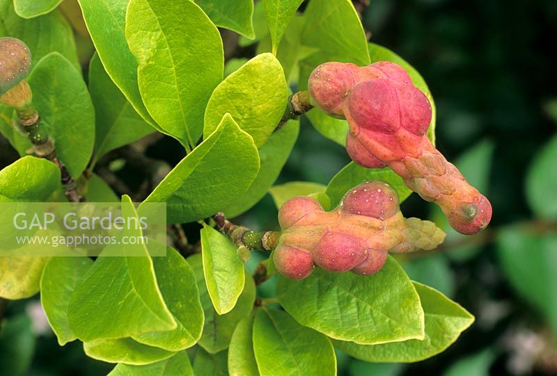 Magnolia x loebneri 'Merrill' aux fruits d'automne