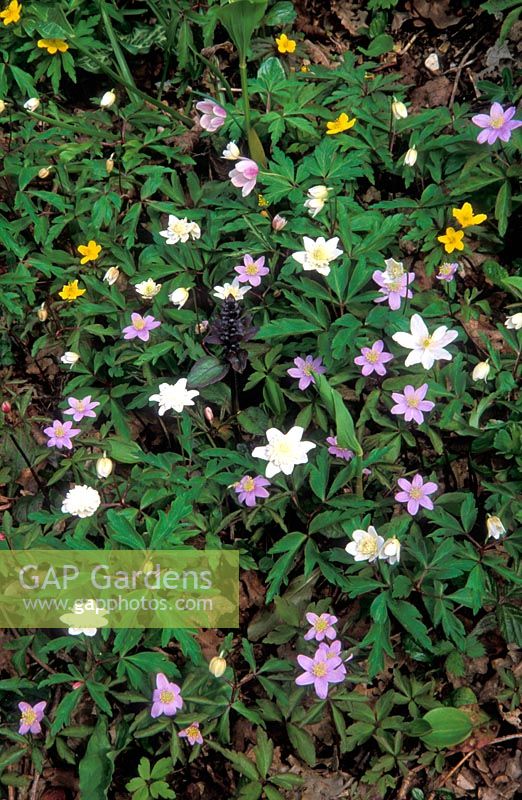 Fleurs de printemps dans un jardin boisé, Anemone nemorosa 'Allenii', Anemone nemorosa 'Vestal' et Anemone ranunculoides