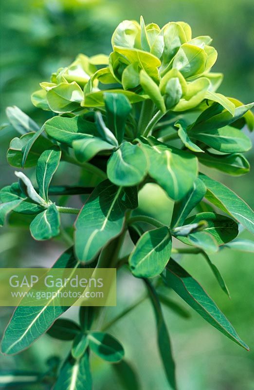 Euphorbia cognata - Collection nationale d'Euphorbia