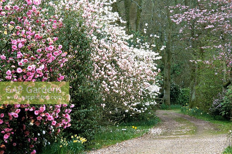 Voie d'accès bordée de Camellia x williamsii en fleurs 'Donation' et Magnolia soulangeana en avril