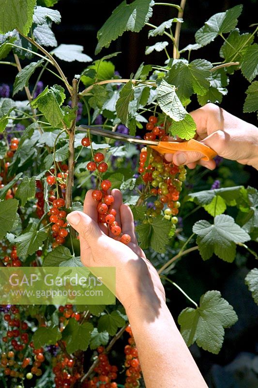 Récolte de Ribes - Groseille à l'aide de ciseaux pour récolter les fruits