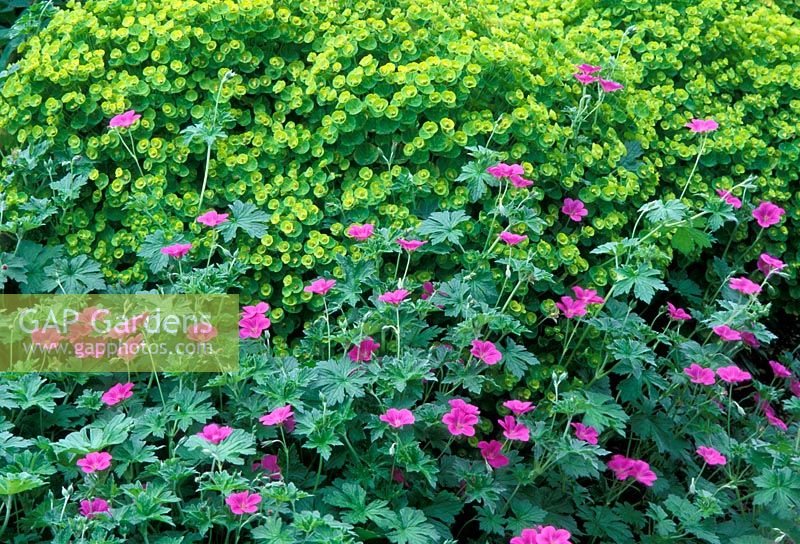 Geranium x riversleaianum 'Russell Pritchard' et Euphorbia 'Redwing'