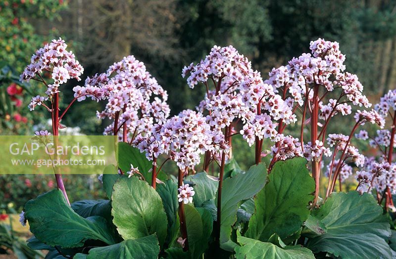 Bergenia cordifolia - Oreilles d'éléphants