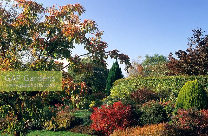 Parterres d'arbustes d'automne à Broadlands dans le Dorset, Acer griseum, Gaultheria mucronata 'Bells Seedling' avec Thuja orientalis 'Aurea Nana'