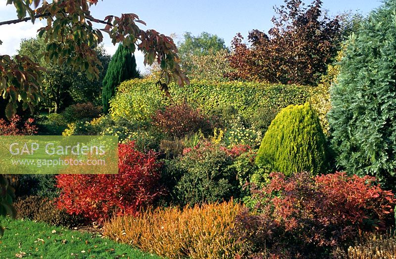 Parterre d'arbustes d'automne à Broadlands dans le Dorset avec Gaultheria mucronata 'Bell's Seedling' avec Thuja orientalis 'Aurea Nana'