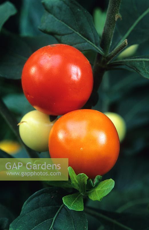 Solanum capsicastrum