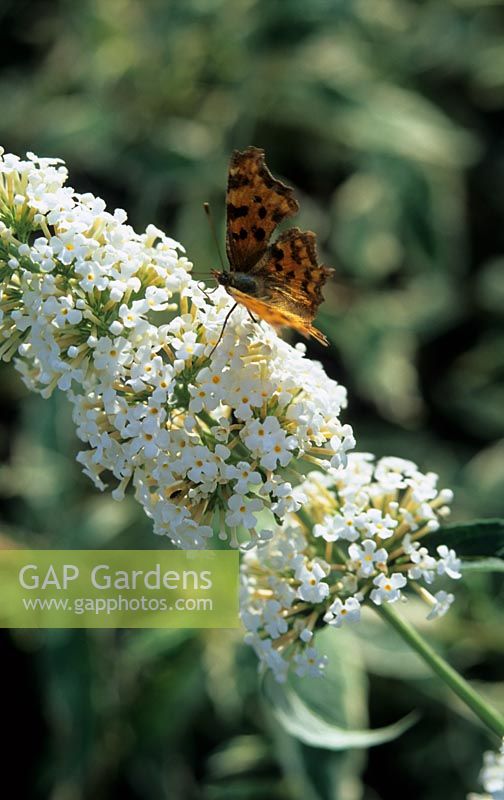 Papillon virgule sur fleur Buddleja