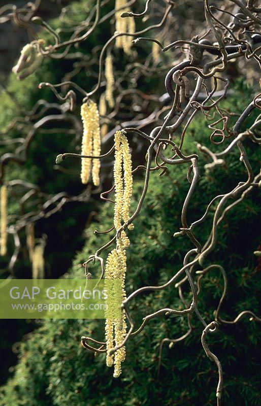 Corylus avellana 'Contorta' avec chatons en février