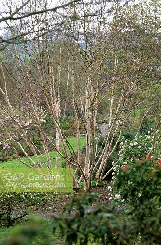 Bouquet à plusieurs tiges de Betula utilis var jacquemontii 'Grayswood Ghost' à The Garden House