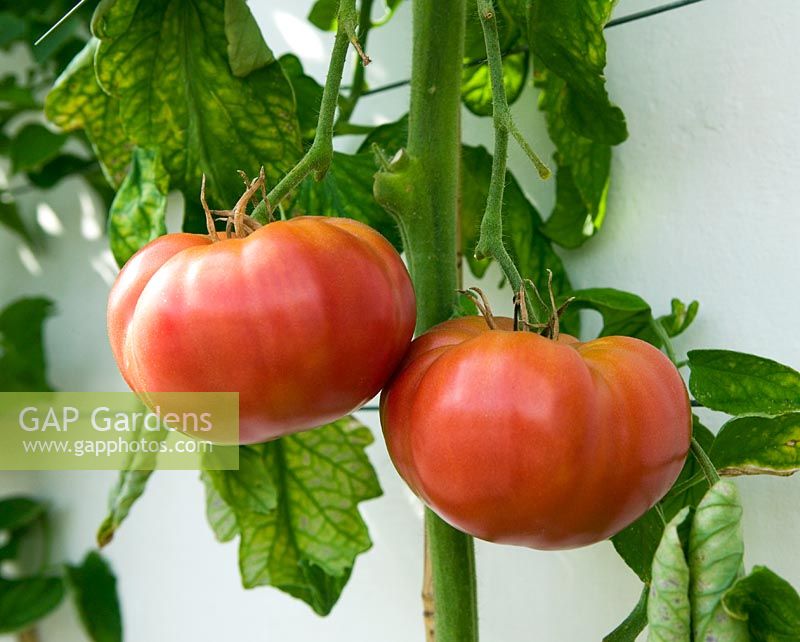 Lycopersicon esculentum - Tomate 'Crnkovic Yougoslave'