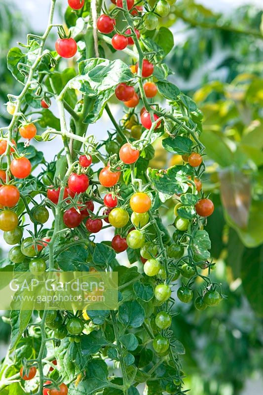 Lycopersicon esculentum - Tomate 'Pois de cassis'