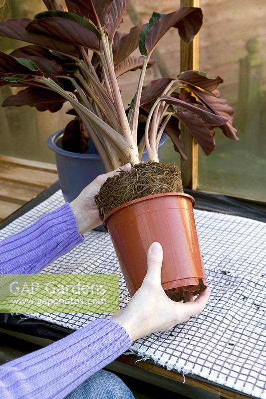 Rempoter une plante d'intérieur, retirer la plante du pot d'origine (Calathea crocata)