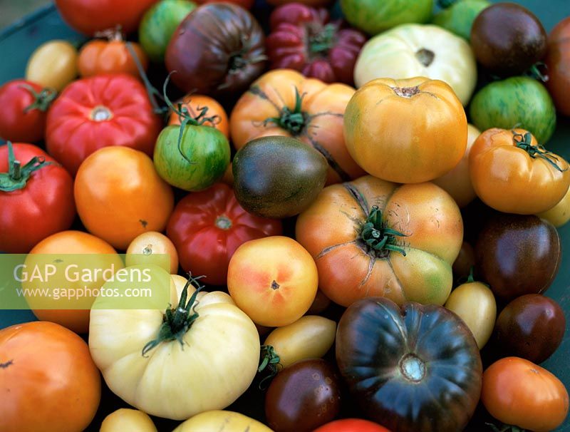 Lycopersicon esculentum - Sélection de tomates Héritage dont 'Green Zebra', 'Orange Queen', 'Black Crimea' et 'Purple Calabash'