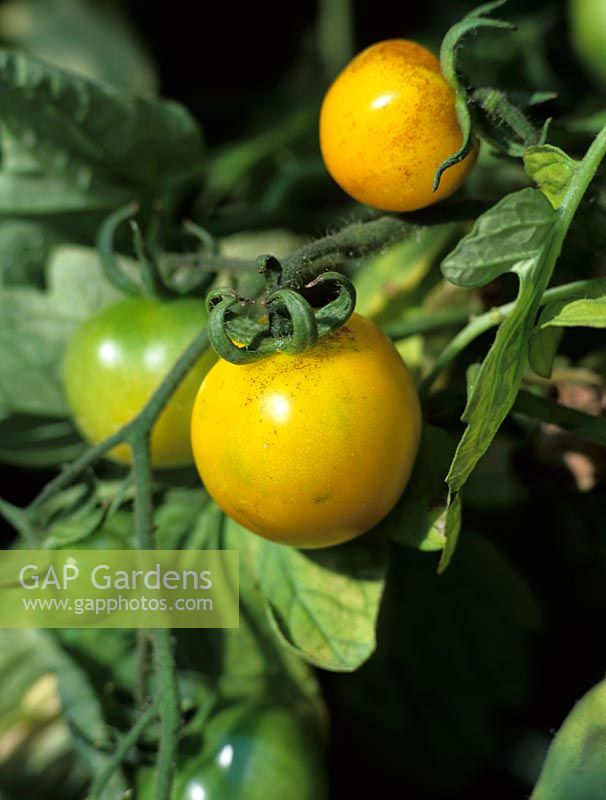 Lycopersicon esculentum - Tomate 'Livingstones Gold'