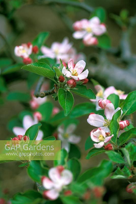 Malus domestica 'Greensleeves' avec fleur de printemps