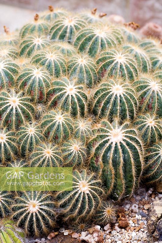 Notocactus warasii - Cactus poussant dans une serre chauffée