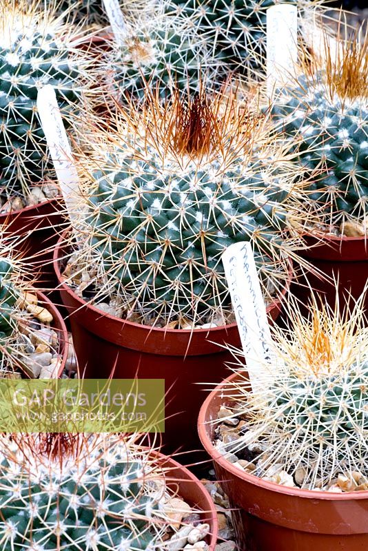 Mammilaria petterssoni - Plantes de cactus à vendre en pépinière