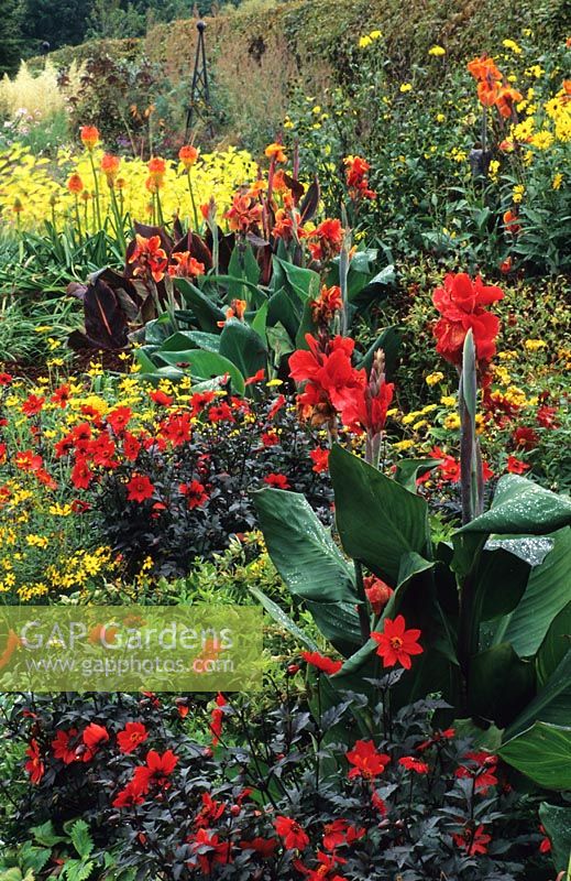 Parterre de fleurs herbacées de couleur chaude Canna 'President', Dahlia 'Tally Ho', Helianthus rigidus et Bidens 'Golden Goddess' à RHS, Wisley à Surrey
