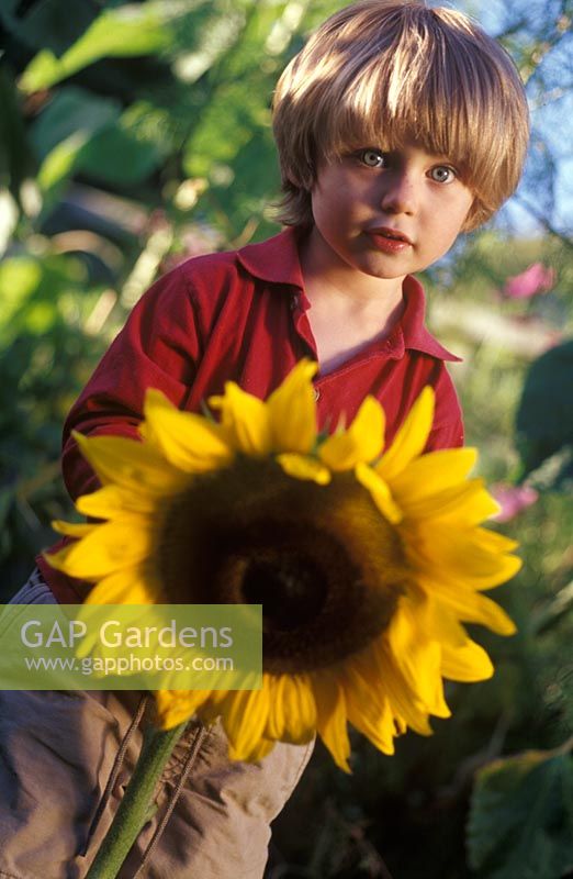 Petit garçon tenant une énorme coupe Helianthus - Tournesol qu'il a cultivé à partir de graines, septembre