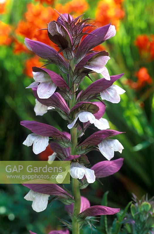 Acanthus spinosus - Culotte ours