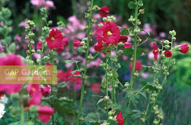 Alcea rosea - Roses trémières
