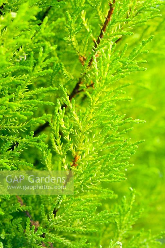 Cupressus macrocarpa 'Goldcrest' - Cyprès