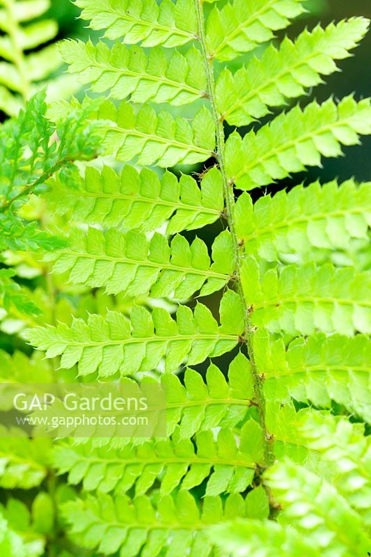 Polystichum polyblepharum - Fougère à gland