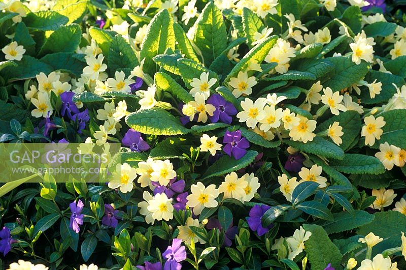 Primula vulgaris - Primevère à Vinca minor 'La Grave' fleurissant en avril