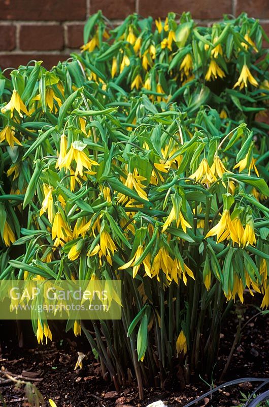 Uvularia grandiflora - Bellwort