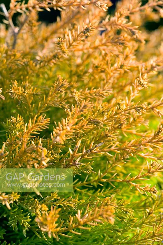 Thuja occidentalis 'Rheingold'