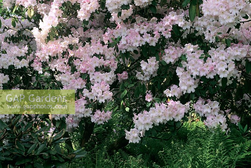 Rhododendron loderi 'Topaze rose'