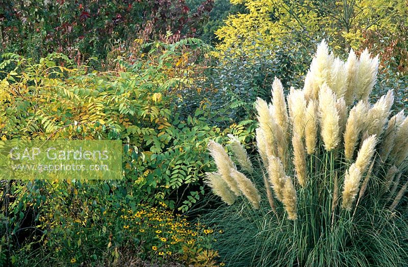 Parterre d'automne avec Cortaderia selloana à Holkham Gardens, Norfolk
