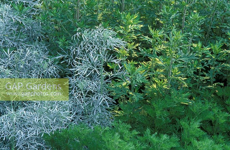 Artemisia arborescens, Santolina chamaecyparissus 'Small Ness' et Artemisia vulgaris 'Oriental Limelight ' en juin