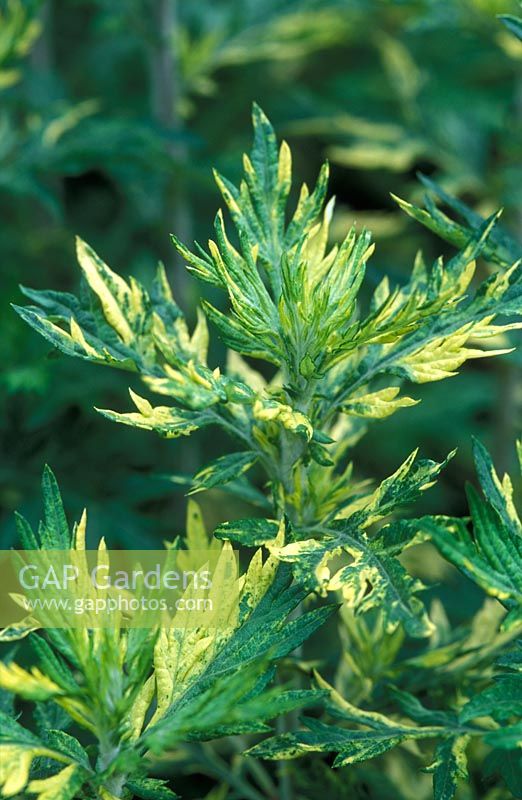 Artemisia vulgarii 'Oriental Limelight' en juin