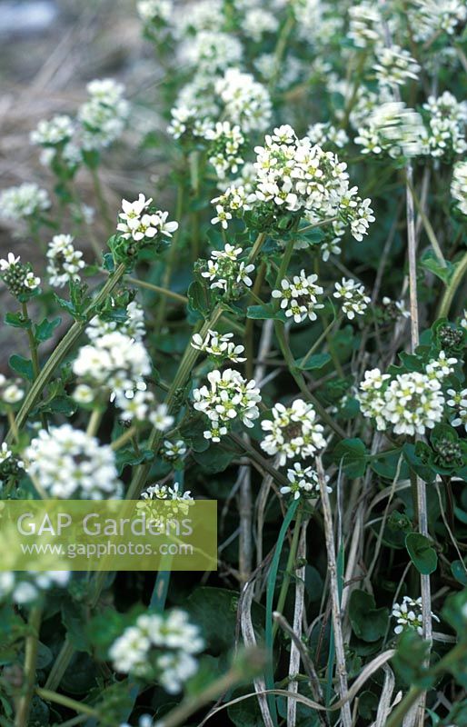 Cochlearia danica - herbe du scorbut danois