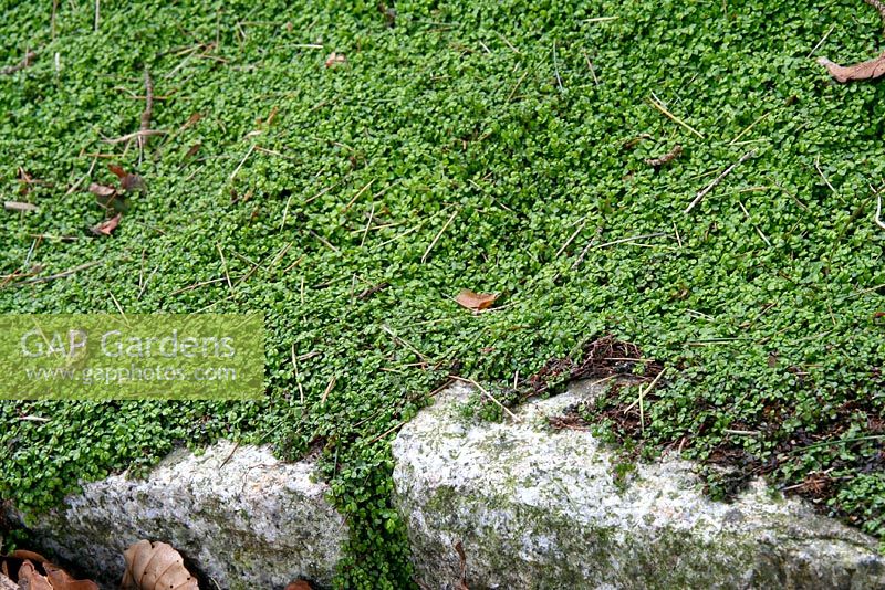 Soleirolia - Occupez-vous de votre entreprise en tant que couvre-sol à l'ombre avec bordure de bloc de granit à Pine Lodge Gardens près de St Austell