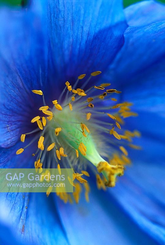 Meconopsis Fertile Blue Group fleurit en juin - Syn. Meconopsis x sheldonii