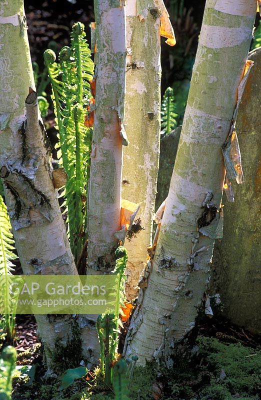 Betula utilis var jacquemontii avec une nouvelle croissance printanière d'Asplenium scolopendrium - Fougères