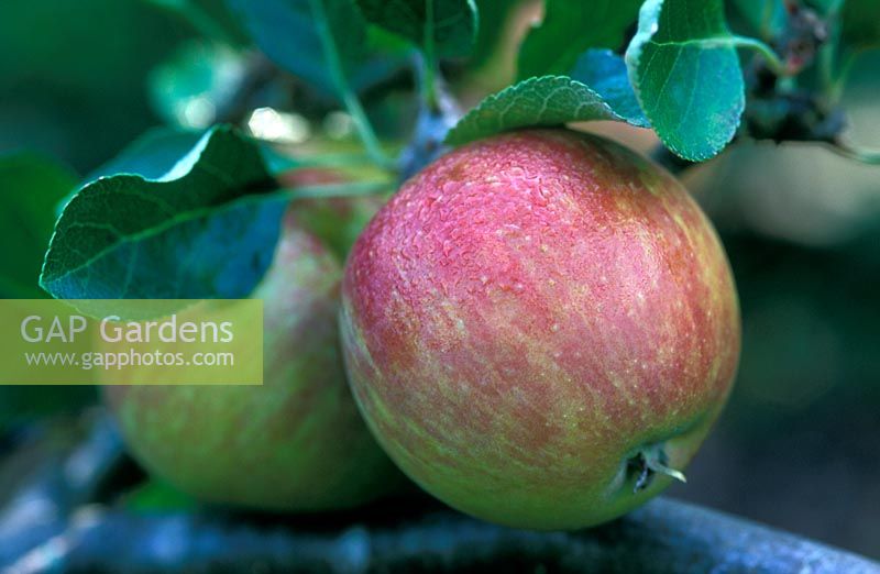 Malus 'Red Falstaff' - Pommes poussant sur l'arbre en septembre