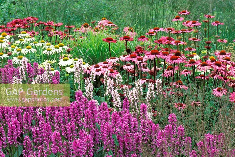 Parterre d'été avec Stachys moniere 'Hummelo', Echinacea 'Rubinglow, Echinacea' Green Edge ' et Molinia 'Paul Petersen' RHS Gardens Wisley à Surrey, juillet