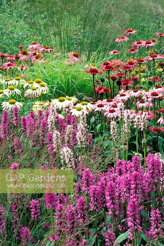 Parterre d'été avec Stachys moniere 'Hummelo', Echinacea 'Rubinglow', Echinacea 'Green Edge' et Molinia 'Paul Petersen' RHS Gardens Wisley à Surrey, juillet